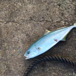 寒いが釣果は熱い