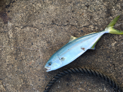 寒いが釣果は熱い