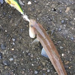 正体はこいつなのか