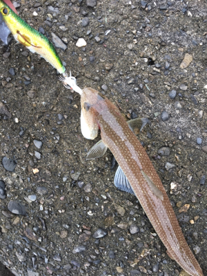 正体はこいつなのか