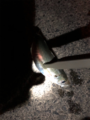 けっこう釣れました