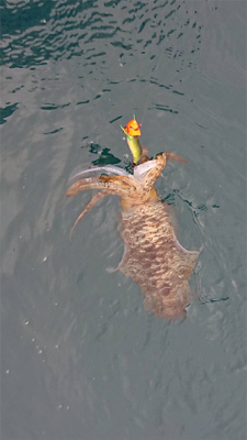 ACEさんにてティップラン