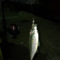 ライトエギング時々アジング(^.^)