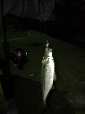 ライトエギング時々アジング(^.^)