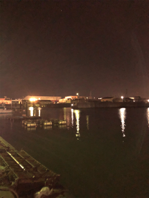 イワシを求めて