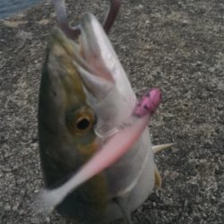 タチウオでかめ