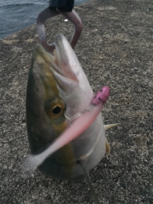 タチウオでかめ