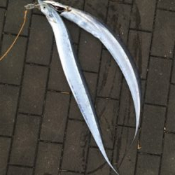 久々にフラッシュJで♪