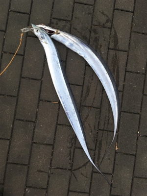 久々にフラッシュJで♪