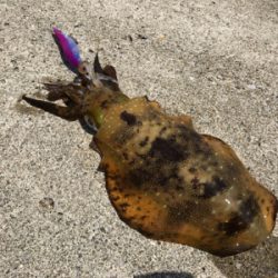 ランガンエギング