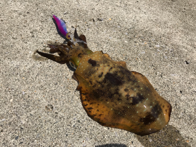 ランガンエギング