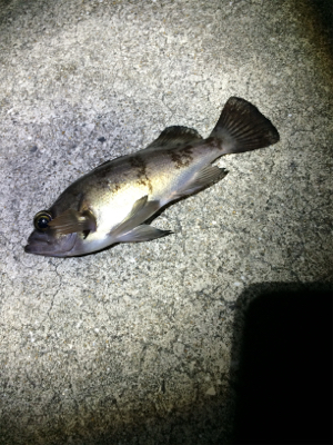 メバリング釣行