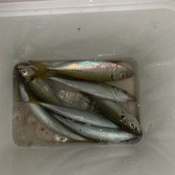 松部港 アジ投げサビキ