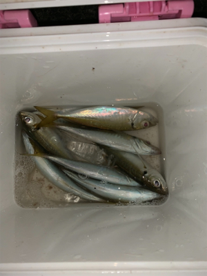 松部港 アジ投げサビキ