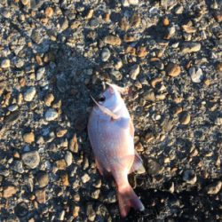 アジング&サビキ