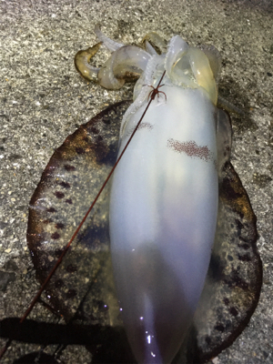 大汗かきました