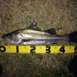 シーバス爆釣シーズン