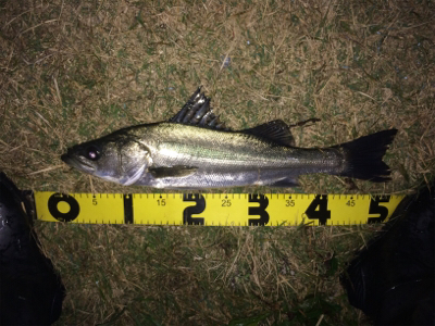 シーバス爆釣シーズン