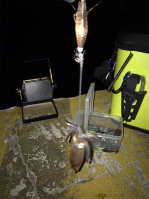 エギのローテでヒイカ釣り(^.^)