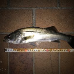 釣れにくくなってきました