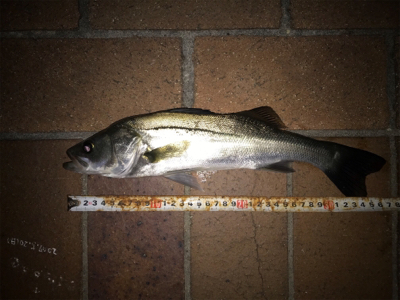 釣れにくくなってきました