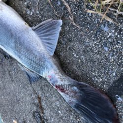 ルアーローテーション