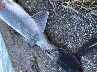 ルアーローテーション