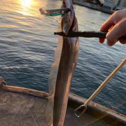 今日もタチウオ朝練