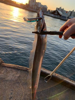今日もタチウオ朝練