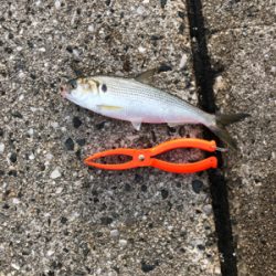 投げさびきで釣れたぜ！！