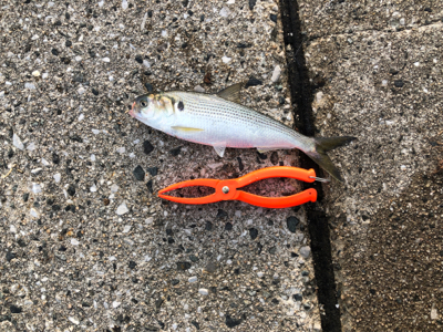 投げさびきで釣れたぜ！！