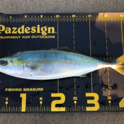 まだ釣れたハマチ