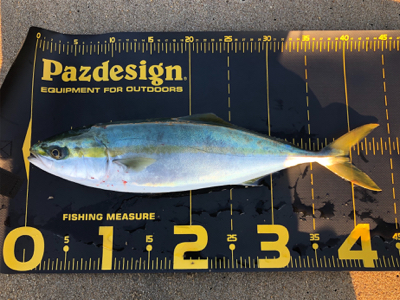 まだ釣れたハマチ