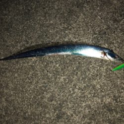 あのルアーでタチウオ爆