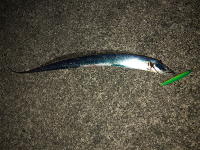 あのルアーでタチウオ爆