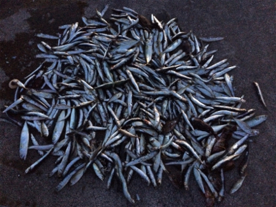 サビキで大量