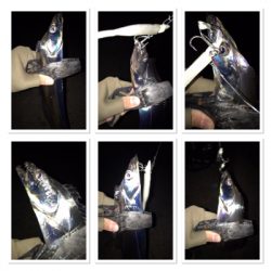 今シーズン最初で最後？のタチウオ爆釣