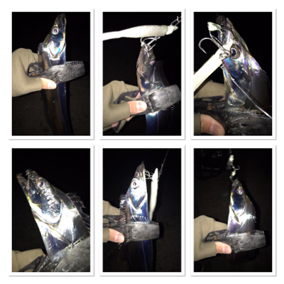 今シーズン最初で最後？のタチウオ爆釣