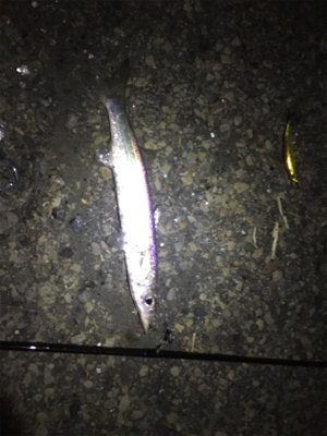 サスケはカマスにきく。