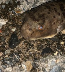 松部港 アジ投げサビキ釣り