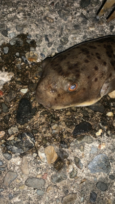 松部港 アジ投げサビキ釣り