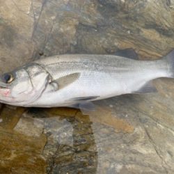 連日のサラシ打ち