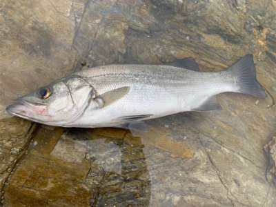 連日のサラシ打ち