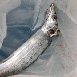 ケーソン初参戦