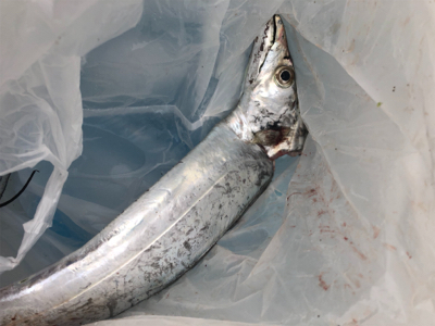 ケーソン初参戦