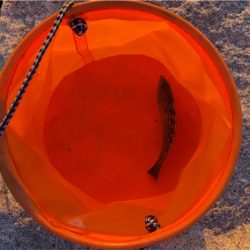 アジングの季節も終盤