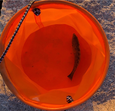 アジングの季節も終盤