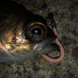 マキッパでメバルが熱い