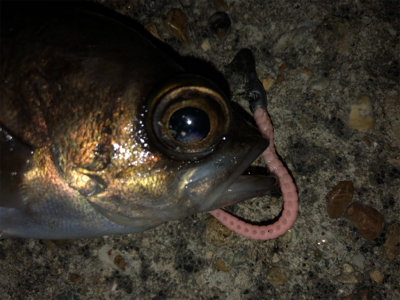 マキッパでメバルが熱い