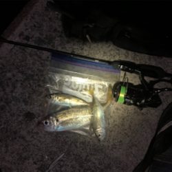 アジが釣りたくて